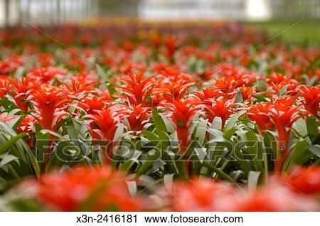 Florida, USA - Kerry's Bromeliads. View Large Photo Image Stock Image - Florida, USA - Kerry's Bromeliads.. Fotosearch