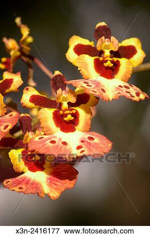 Stock Photo - Florida, USA - Orchids at RF Orchids in Homestead Florida.. Fotosearch