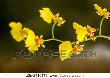 Florida, USA - Orchids at RF Orchids in Homestead Florida. View Large Photo Image Stock Photograph - Florida, USA - Orchids at RF Orchids in Homestead Florida.. Fotosearch