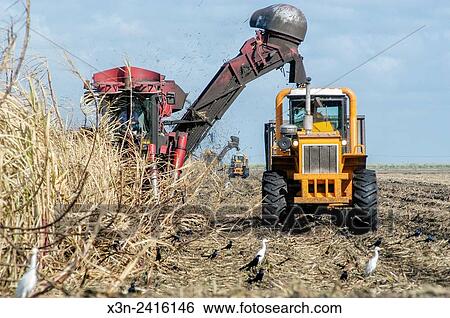 Stock Photograph - Florida, USA - Sugar cane harvest.. Fotosearch