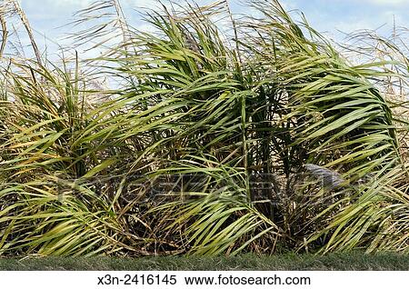 Florida, USA - Sugar cane harvest. View Large Photo Image Stock Photography - Florida, USA - Sugar cane harvest.. Fotosearch