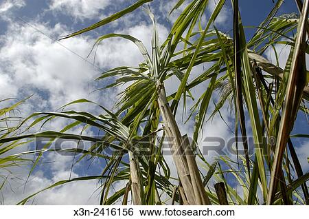 Florida, USA - University of Florida researcher Robert Gilbert in Sugar Cane variety trials at the IFAS Everglades research and Education center. View Large Photo Image Stock Photograph - Florida, USA - University of Florida researcher Robert Gilbert in Sugar Cane variety trials at the IFAS Everglades research and Education center.. Fotosearch