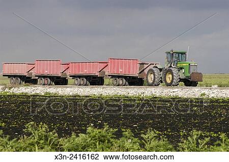 Florida, USA - Vegetable harvest Equipment. View Large Photo Image Stock Image - Florida, USA - Vegetable harvest Equipment.. Fotosearch