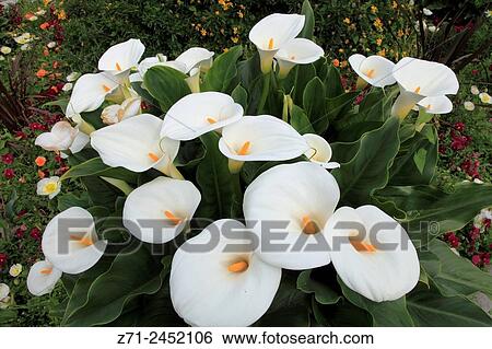 Stock Photograph - Flowers, Avignon, Provence, France. Fotosearch