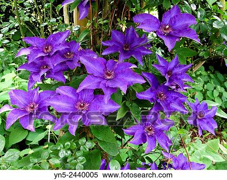 Flowers of Clematis Jackman View Large Photo Image Stock Photography - Flowers of Clematis Jackman. Fotosearch
