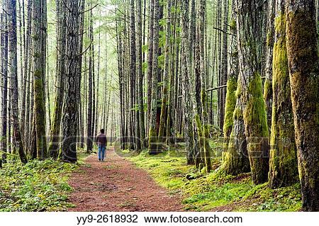 Forest Trail in Duncan, Vancouver Island, British Columbia, Canada. View Large Photo Image Stock Image - Forest Trail in Duncan, Vancouver Island, British Columbia, Canada.. Fotosearch