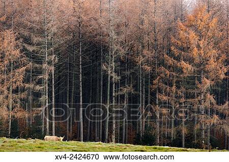 Forestry area near of Burguete village, Navarre, Spain. View Large Photo Image Stock Image - Forestry area near of Burguete village, Navarre, Spain.. Fotosearch