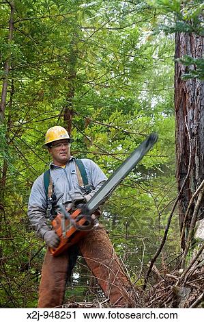 Fort Bragg, California - Logging of redwoods in northern California Timber faller Gary Roach prepares to cut a tree with his chain saw View Large Photo Image Stock Image - Fort Bragg, California - Logging of redwoods in northern California Timber faller Gary Roach prepares to cut a tree with his chain saw. Fotosearch