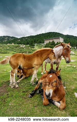 France, French Pyrenees, Capcir, Carlit, Les Bullosses Lake, Catalan Pyrenean horses in pasture View Large Photo Image Stock Photography - France, French Pyrenees, Capcir, Carlit, Les Bullosses Lake, Catalan Pyrenean horses in pasture. Fotosearch