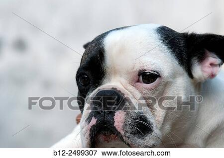 French Bulldog - Portrait - Canis familiaris. View Large Photo Image Stock Photo - French Bulldog - Portrait - Canis familiaris.. Fotosearch