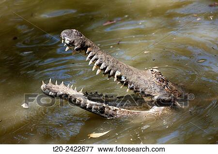 Freshwater Crocodile, Crocodylus johnstoni, Queensland, Australia. View Large Photo Image Stock Photo - Freshwater Crocodile, Crocodylus johnstoni, Queensland, Australia.. Fotosearch