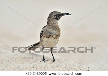 Galapagos mockingbird (Nesomimus spp. ), Galapagos Islands National Park, Espanola (Hood) Island, Gardner Bay, Ecuador. View Large Photo Image Stock Photography - Galapagos mockingbird (Nesomimus spp. ), Galapagos Islands National Park, Espanola (Hood) Island, Gardner Bay, Ecuador.. Fotosearch