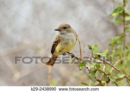 Galßpagos Flycatcher (Myiarchus magnirostris), Galapagos Islands National Park, Santa Cruz Is., Dragon Hill, Ecuador. View Large Photo Image Stock Image - Galßpagos Flycatcher (Myiarchus magnirostris), Galapagos Islands National Park, Santa Cruz Is., Dragon Hill, Ecuador.. Fotosearch