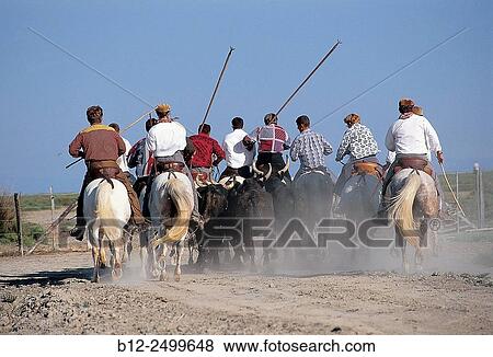 Gardians and bulls. Camargue. Southern France. View Large Photo Image Stock Photo - Gardians and bulls. Camargue. Southern France.. Fotosearch