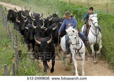 Gardians and bulls. Camargue. Southern France. View Large Photo Image Stock Photograph - Gardians and bulls. Camargue. Southern France.. Fotosearch