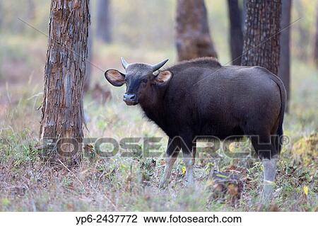 Gaur (Bos gaurus) in forest, Tadoba National Park, Maharashtra, India. View Large Photo Image Stock Image - Gaur (Bos gaurus) in forest, Tadoba National Park, Maharashtra, India.. Fotosearch