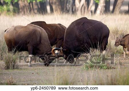 Stock Photo - Gaur (Bos gaurus), two bulls fighting, Kanha National Park, Madhya Pradesh, India.. Fotosearch