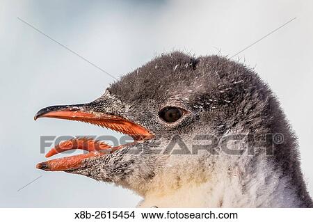 Picture - Gentoo penguin chick, Pygoscelis papua, panting to cool off from direct sunshine in Neko Harbor, Antarctica.. Fotosearch