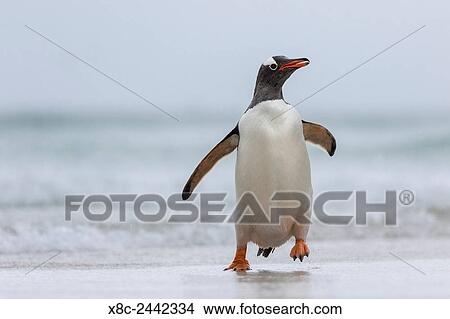 Gentoo Penguin (Pygoscelis papua) on the Falkland Islands, crossing a wide sandy beach while walking up to their rookery. South America, Falkland Islands, January. View Large Photo Image Picture - Gentoo Penguin (Pygoscelis papua) on the Falkland Islands, crossing a wide sandy beach while walking up to their rookery. South America, Falkland Islands, January.. Fotosearch