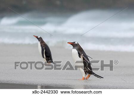 Gentoo Penguin (Pygoscelis papua) on the Falkland Islands, coming ashore on a wide sandy beach. South America, Falkland Islands, January. View Large Photo Image Stock Image - Gentoo Penguin (Pygoscelis papua) on the Falkland Islands, coming ashore on a wide sandy beach. South America, Falkland Islands, January.. Fotosearch
