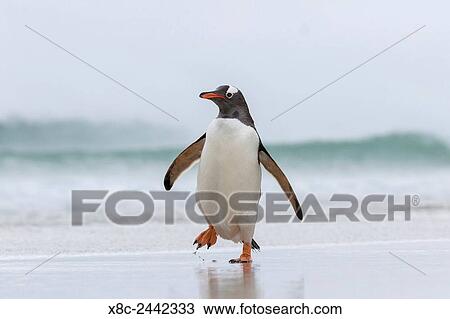 Gentoo Penguin (Pygoscelis papua) on the Falkland Islands, crossing a wide sandy beach while walking up to their rookery. South America, Falkland Islands, January. View Large Photo Image Stock Image - Gentoo Penguin (Pygoscelis papua) on the Falkland Islands, crossing a wide sandy beach while walking up to their rookery. South America, Falkland Islands, January.. Fotosearch