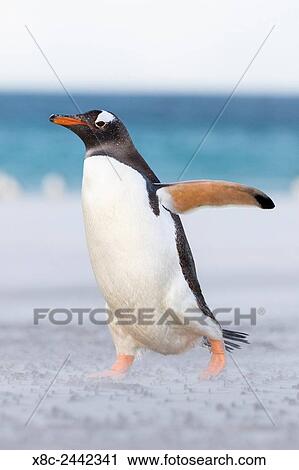 Stock Image - Gentoo Penguin (Pygoscelis papua) on the Falkland Islands, crossing a wide sandy beach while walking up to their rookery. South America, Falkland Islands, January.. Fotosearch