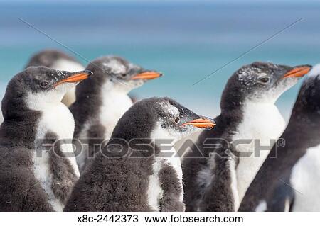 Gentoo Penguin (Pygoscelis papua) on the Falkland Islands, half grown chicks. South America, Falkland Islands, January. View Large Photo Image Stock Image - Gentoo Penguin (Pygoscelis papua) on the Falkland Islands, half grown chicks. South America, Falkland Islands, January.. Fotosearch