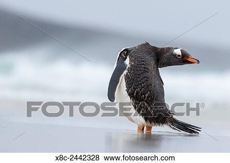Stock Photo - Gentoo Penguin (Pygoscelis papua) on the Falkland Islands. South America, Falkland Islands, January.. Fotosearch