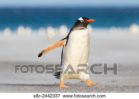 Gentoo Penguin (Pygoscelis papua) on the Falkland Islands, crossing a wide sandy beach while walking up to their rookery. South America, Falkland Islands, January. View Large Photo Image Stock Photo - Gentoo Penguin (Pygoscelis papua) on the Falkland Islands, crossing a wide sandy beach while walking up to their rookery. South America, Falkland Islands, January.. Fotosearch