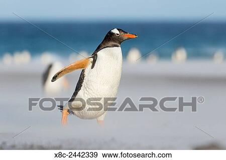 Stock Photo - Gentoo Penguin (Pygoscelis papua) on the Falkland Islands, crossing a wide sandy beach while walking up to their rookery. South America, Falkland Islands, January.. Fotosearch
