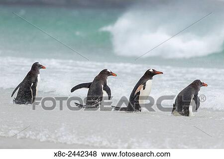 Gentoo Penguin (Pygoscelis papua) on the Falkland Islands, walking into the surf and testing the water, a typical behaviour. South America, Falkland Islands, January. View Large Photo Image Stock Photo - Gentoo Penguin (Pygoscelis papua) on the Falkland Islands, walking into the surf and testing the water, a typical behaviour. South America, Falkland Islands, January.. Fotosearch