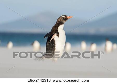 Gentoo Penguin (Pygoscelis papua) on the Falkland Islands, during a sandstorm on a wide sandy beach. South America, Falkland Islands, January. View Large Photo Image Stock Photograph - Gentoo Penguin (Pygoscelis papua) on the Falkland Islands, during a sandstorm on a wide sandy beach. South America, Falkland Islands, January.. Fotosearch