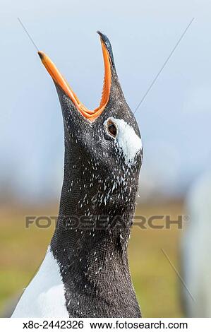 Gentoo Penguin (Pygoscelis papua) on the Falkland Islands. South America, Falkland Islands, January. View Large Photo Image Stock Photograph - Gentoo Penguin (Pygoscelis papua) on the Falkland Islands. South America, Falkland Islands, January.. Fotosearch