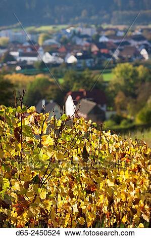 Germany, Baden-Wurttemburg, Black Forest, Gengenbach, hillside vineyards, fall. View Large Photo Image Picture - Germany, Baden-Wurttemburg, Black Forest, Gengenbach, hillside vineyards, fall.. Fotosearch