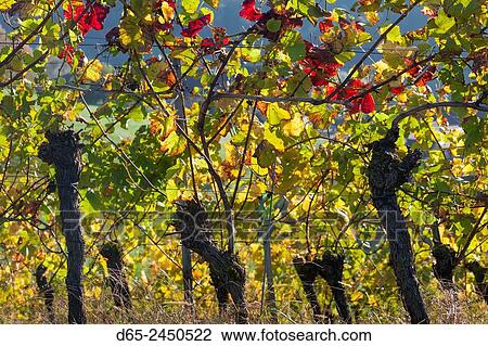 Germany, Baden-Wurttemburg, Black Forest, Gengenbach, hillside vineyards, fall. View Large Photo Image Stock Image - Germany, Baden-Wurttemburg, Black Forest, Gengenbach, hillside vineyards, fall.. Fotosearch
