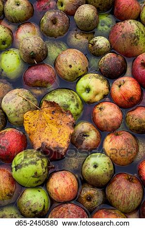 Germany, Baden-Wurttemburg, Black Forest, Haslach im Kinzigtal, Blackforest Outdoor Farm Museum, freshly picked apples, fall. View Large Photo Image Stock Image - Germany, Baden-Wurttemburg, Black Forest, Haslach im Kinzigtal, Blackforest Outdoor Farm Museum, freshly picked apples, fall.. Fotosearch