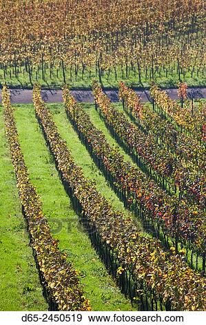 Germany, Baden-Wurttemburg, Black Forest, Gengenbach, hillside vineyards, fall. View Large Photo Image Stock Photo - Germany, Baden-Wurttemburg, Black Forest, Gengenbach, hillside vineyards, fall.. Fotosearch