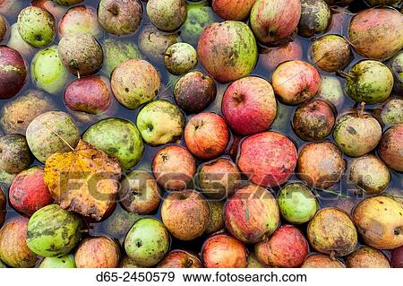 Germany, Baden-Wurttemburg, Black Forest, Haslach im Kinzigtal, Blackforest Outdoor Farm Museum, freshly picked apples, fall. View Large Photo Image Stock Photo - Germany, Baden-Wurttemburg, Black Forest, Haslach im Kinzigtal, Blackforest Outdoor Farm Museum, freshly picked apples, fall.. Fotosearch