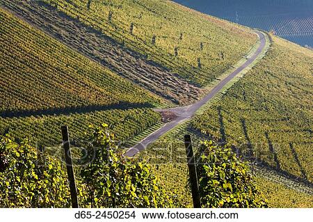 Germany, Baden-Wurttemburg, Stuttgart-Uhlbach, vineyards above Unter-turkheim, fall. View Large Photo Image Picture - Germany, Baden-Wurttemburg, Stuttgart-Uhlbach, vineyards above Unter-turkheim, fall.. Fotosearch