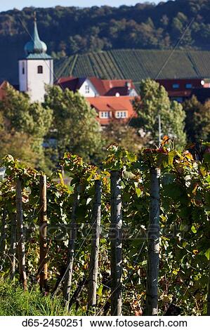 Germany, Baden-Wurttemburg, Stuttgart-Uhlbach, vineyards above Unter-turkheim, fall. View Large Photo Image Stock Image - Germany, Baden-Wurttemburg, Stuttgart-Uhlbach, vineyards above Unter-turkheim, fall.. Fotosearch