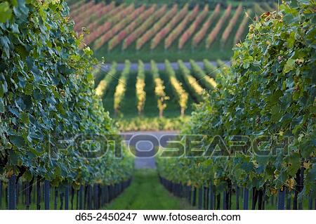 Germany, Baden-Wurttemburg, Stuttgart-Uhlbach, vineyards above Unter-turkheim, fall. View Large Photo Image Stock Photo - Germany, Baden-Wurttemburg, Stuttgart-Uhlbach, vineyards above Unter-turkheim, fall.. Fotosearch