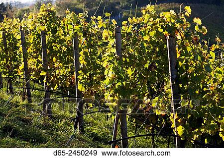 Germany, Baden-Wurttemburg, Stuttgart-Uhlbach, vineyards above Unter-turkheim, fall. View Large Photo Image Stock Photo - Germany, Baden-Wurttemburg, Stuttgart-Uhlbach, vineyards above Unter-turkheim, fall.. Fotosearch