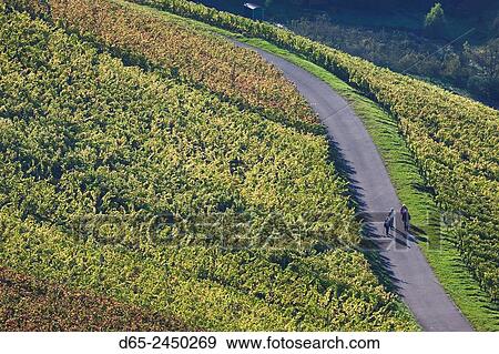 Stock Photo - Germany, Baden-Wurttemburg, Stuttgart-Uhlbach, vineyards above Unter-turkheim, fall.. Fotosearch
