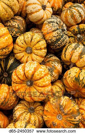 Germany, Baden-Wurttemburg, Ludwigsburg, Bluhendes Barock Gardens, fall festival, squash. View Large Photo Image Stock Photo - Germany, Baden-Wurttemburg, Ludwigsburg, Bluhendes Barock Gardens, fall festival, squash.. Fotosearch
