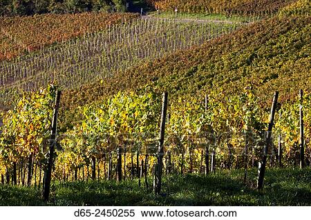 Germany, Baden-Wurttemburg, Stuttgart-Uhlbach, vineyards above Unter-turkheim, fall. View Large Photo Image Stock Photography - Germany, Baden-Wurttemburg, Stuttgart-Uhlbach, vineyards above Unter-turkheim, fall.. Fotosearch