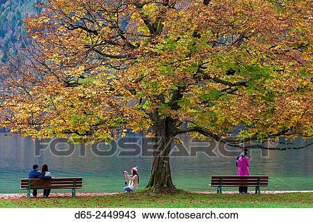 Germany, Bavaria, Konigsee, St. Bartholoma, fall foliage. View Large Photo Image Stock Image - Germany, Bavaria, Konigsee, St. Bartholoma, fall foliage.. Fotosearch