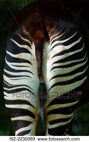 Stock Photo - Germany, Berlin, Berlin Zoo, Rear view of okapi (okapia johnstoni). Fotosearch