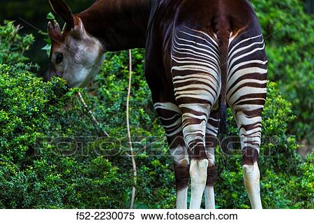 Germany, Berlin, Berlin Zoo, Rear view of okapi (okapia johnstoni) View Large Photo Image Stock Photography - Germany, Berlin, Berlin Zoo, Rear view of okapi (okapia johnstoni). Fotosearch