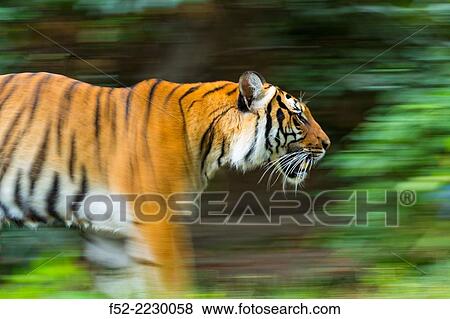 Germany, Berlin, Berlin Zoo, Indochinese tiger (Panthera tigris corbetti) View Large Photo Image Stock Photo - Germany, Berlin, Berlin Zoo, Indochinese tiger (Panthera tigris corbetti). Fotosearch