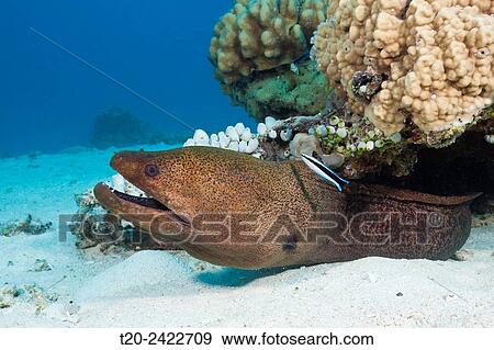 Giant Moray, Gymnothorax javanicus, Great Barrier Reef, Australia. View Large Photo Image Stock Photo - Giant Moray, Gymnothorax javanicus, Great Barrier Reef, Australia.. Fotosearch